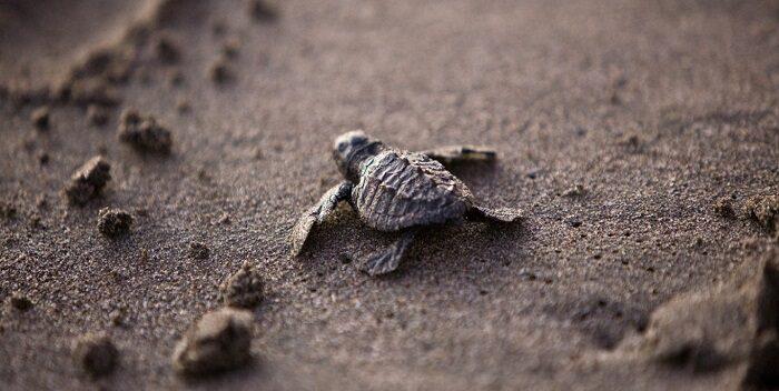 Liberan cientos de crías de tortuga marina en costas del Pacífico