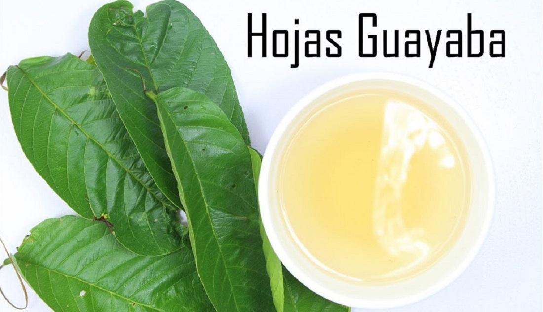 Prepara un tónico con hoja de guayaba para el cabello