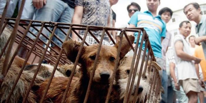 Corea carne perro
